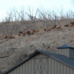 All Inclusive Activities -View of Herd of Elk in Pasture from Lodge