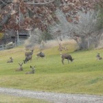 All Inclusive Activities - Deer in Great Lawn