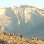 All Inclusive Activities - Morning Elk and Roan Cliffs